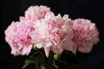 Blooming peony on a black background