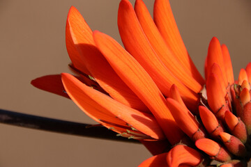 Coral tree flowers