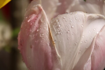 Tulpen Kelch rosa