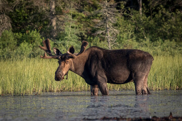 Fototapeta premium bull moose in the water