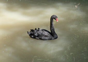 Black swan with red beak swimming on lake water