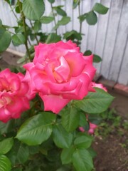 pink rose in garden