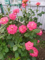 pink roses in a garden