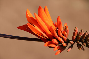 Coral tree flowers