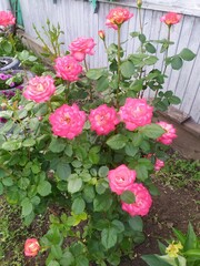 pink flowers in a garden