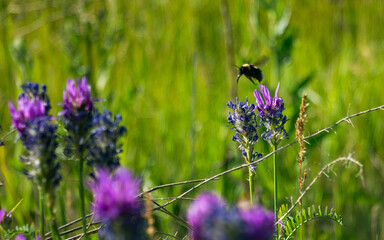Bumblebee and clover