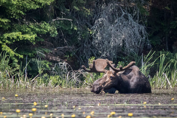 bull moose in water