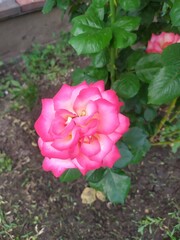 pink rose in garden
