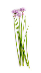 Chives onions with flowers, chives in bloom isolated on white background.