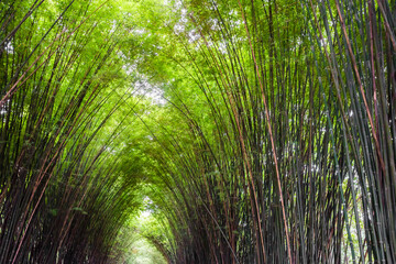 Fototapeta premium Beautiful landscape green nature bamboo forest tunnel in Wat Chulapornwanaram ,Nakornnayok ,Thailand. Natural Background.