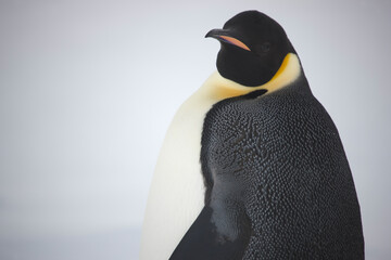 Antarctica portrait of an emperor penguin on a cloudy winter day