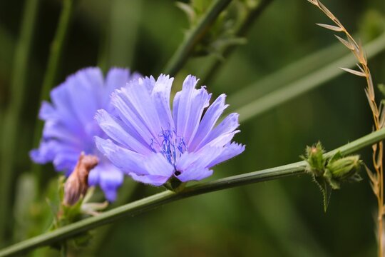 blaue Bl&uuml;te der Wegwarte