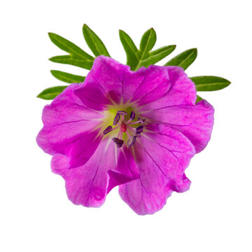 Close-up of pink geranium flower isolated on white background.