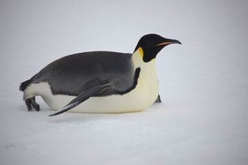 Fototapeta na wymiar Antarctic Emperor Penguin on his stomach close up on a cloudy winter day