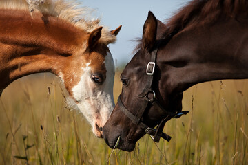 horse and foal