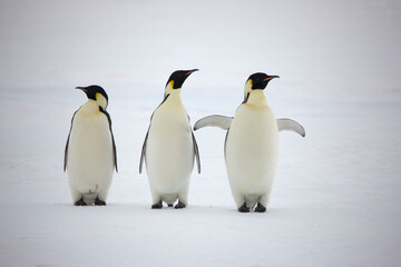 Fototapeta na wymiar Antarctica emperor penguins close-up on a cloudy winter day