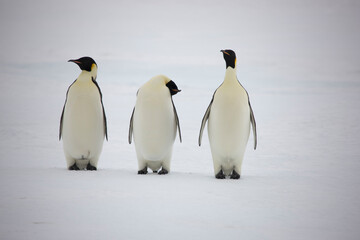 Plakat Antarctica emperor penguins close-up on a cloudy winter day