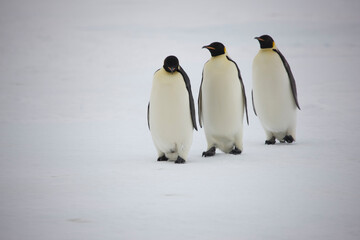 Fototapeta premium Antarctica emperor penguins close-up on a cloudy winter day