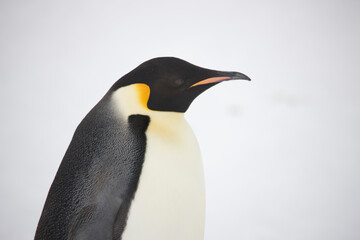 Fototapeta na wymiar Antarctica portrait of an emperor penguin on a cloudy winter day
