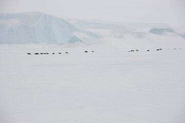 Antarctica landscape on a cloudy winter day