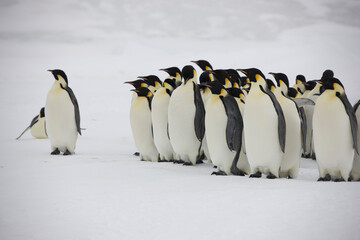 Antarctic group of emperor penguins close-up on a cloudy winter day