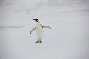 Naklejka na ściany i meble Antarctica emperor penguins close-up on a cloudy winter day