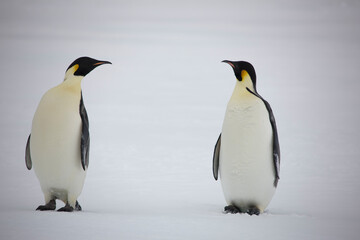 Antarctica emperor penguins close-up on a cloudy winter day