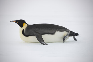 Antarctic Emperor Penguin on his stomach close up on a cloudy winter day
