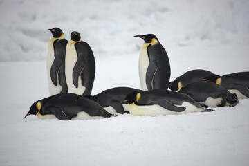 Naklejka na ściany i meble Antarctica emperor penguins return from hunting on a cloudy winter day