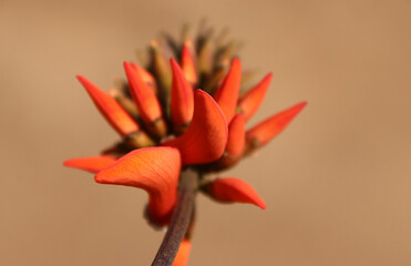 Coral tree flowers