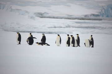 Obraz premium Antarctica emperor penguins return from hunting on a cloudy winter day