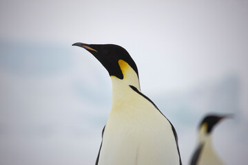 Fototapeta na wymiar Antarctica portrait of an emperor penguin on a cloudy winter day