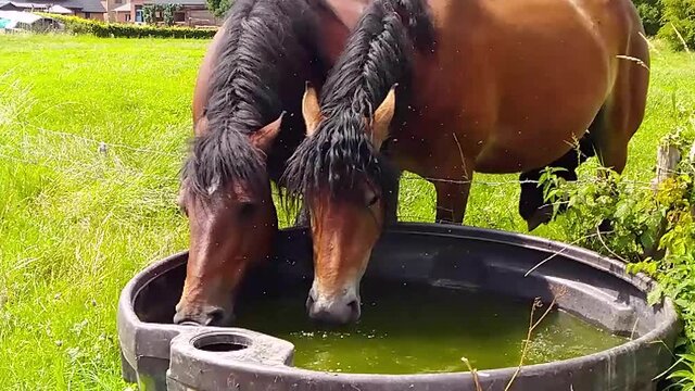 Belgian draft horses drinking together out of a big water bowl. Horses surrounded by flies. Wide shot, slow motion.
