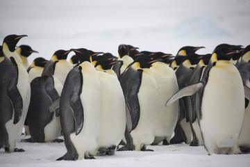 Antarctic group of emperor penguins close-up on a cloudy winter day