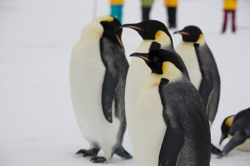 Antarctica emperor penguins close-up on a cloudy winter day