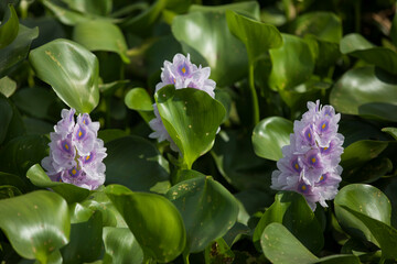 Water Hyacinth grows on the Buriganga River.