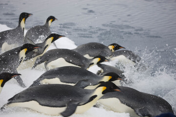 Antarctica emperor penguins in a group go into the water close-up on a cloudy winter day