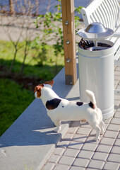 jack russell terrier