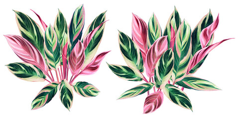 Watercolor painting tree colorful tropical green,pink leaves isolated background.Watercolor hand drawn illustration tropical exotic leaf prints for wallpaper,textile Hawaii aloha summer style.