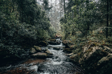 Forest landscape, you can see trees, a stream, rocks and a hica with your dog on a wooden bridge in the middle of the forest, they play while having a good time. 2