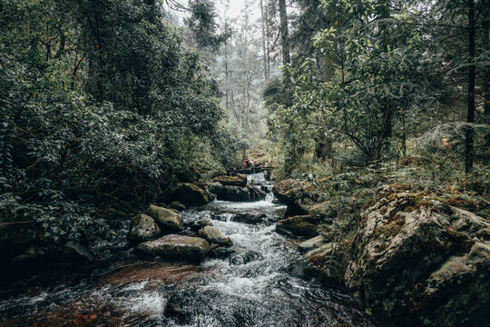 Forest landscape, you can see trees, a stream, rocks and a hica with your dog on a wooden bridge in the middle of the forest, they play while having a good time.
