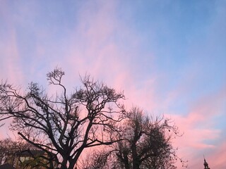 Pink and Blue Sky