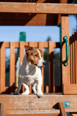 jack russell terrier