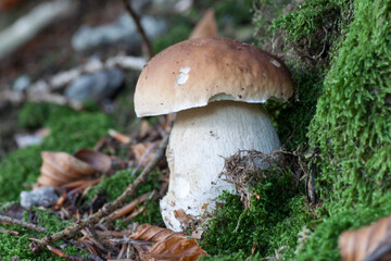 Cep mushroom on moss