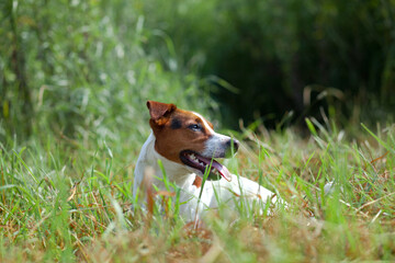 jack russell terrier