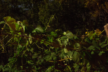 green leaves in the forest