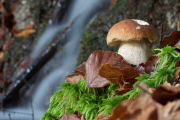 Cep mushroom in the forest