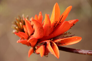 Coral tree flowers