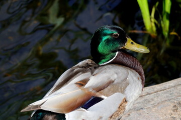 Ente, Vogel