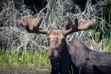 bull moose in water